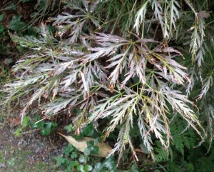 Acer palmatum var. dissectum 'Garnett' foliage