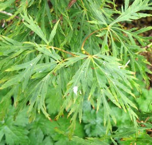 Acer palmatum var. dissectum foliage