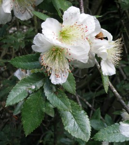 Eucryphia glutinosa flowers