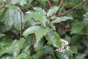 Close up of Picture of an Olearia macrodonta shoot