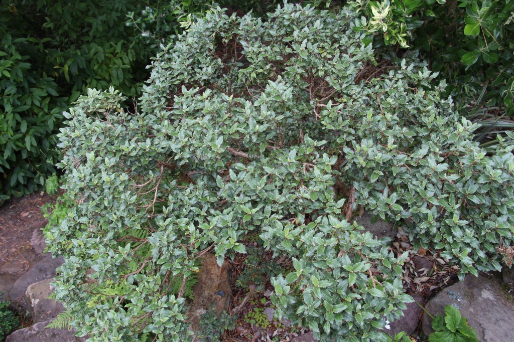 Olearia macrodonta 'Minor'