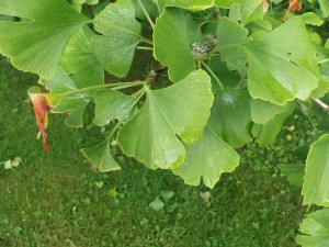 Ginkgo biloba foliage