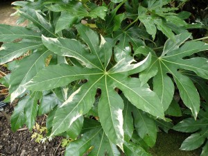 Fatsia japonica 'Variegata'