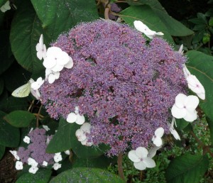 Hydrangea aspera flower