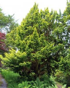 Taxus baccata 'Elegantissima'