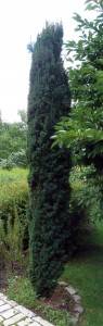 Taxus baccata 'Fastigiata'