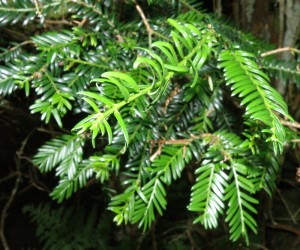 Taxus baccata foliage