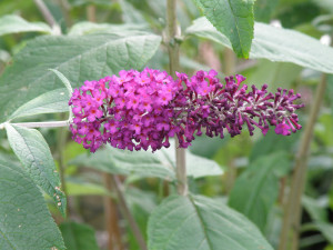 Buddleja davidii 'Burgundy'