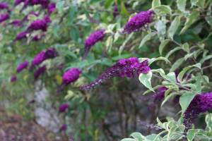 Buddleja davidii 'Harlequin'