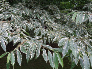 Castanea sativa 'Albomarginata' foliage