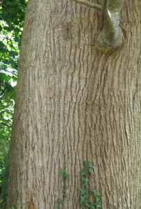 Castanea sativa bark