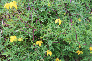 Clematis tangutica