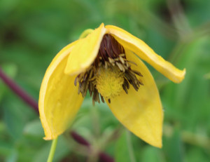 The inside of a Clematis tangutica flower.