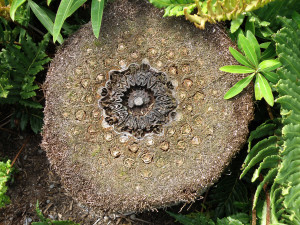 Dicksonia antarctica trunk cross section