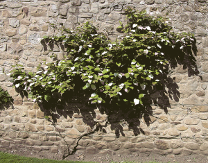 Actinidia kolomikta growing against a wall