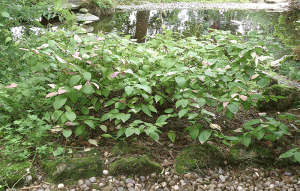 Actinidia kolomikta grown as a shrub