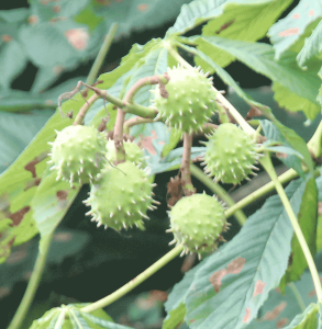 Aesculus hippocastanum fruit