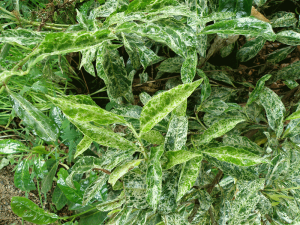 Prunus laurocerasus 'Castlewellan'