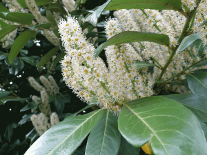 Prunus laurocerasus flowers