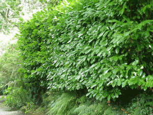 Prunus laurocerasus foliage