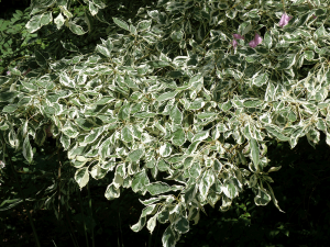 Cornus controversa 'Variegata' foliage