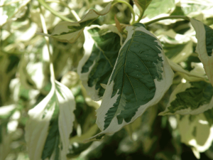 Cornus controversa 'Variegata' foliage close up