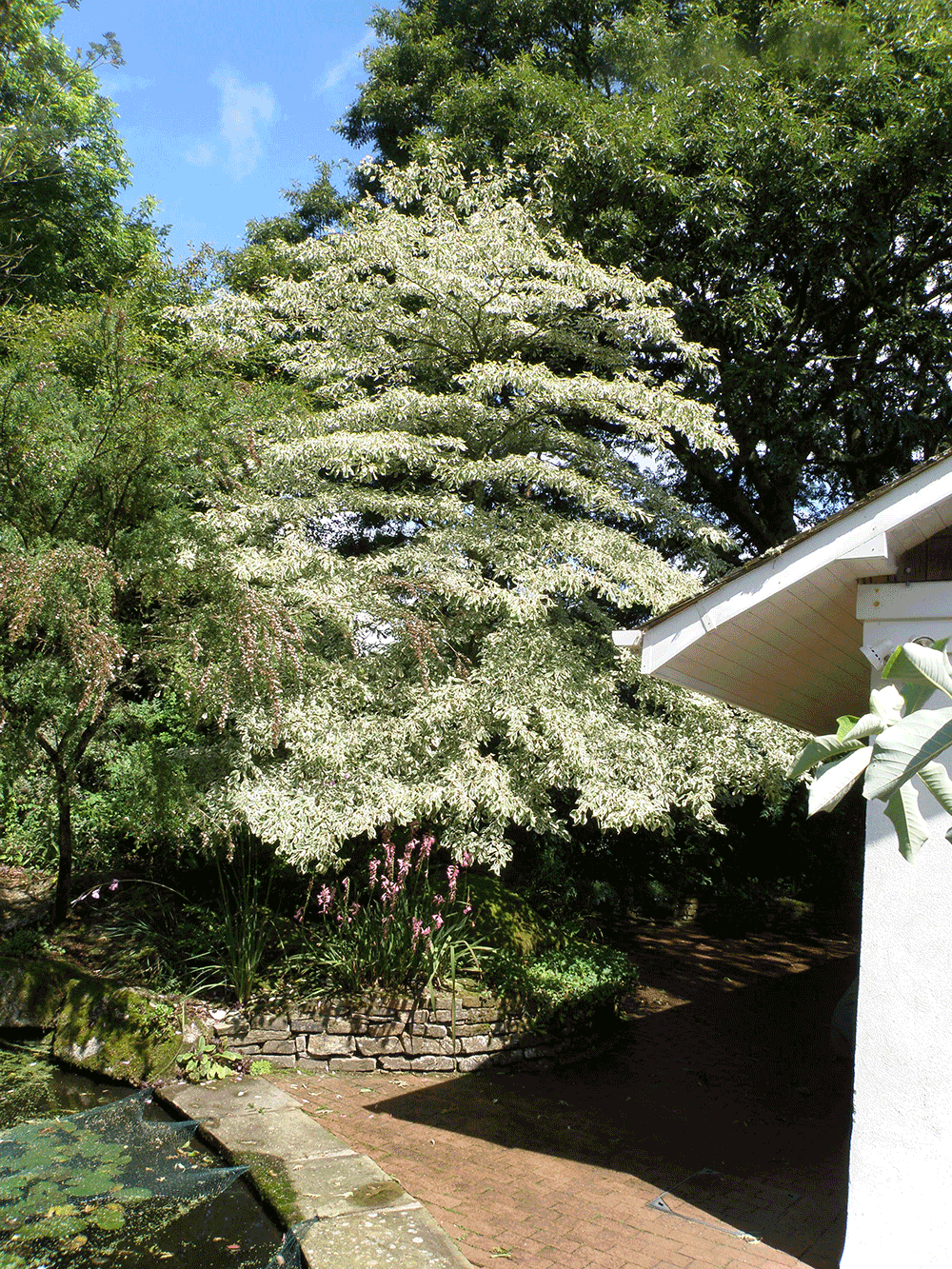 Cornus controversa 'Variegata'