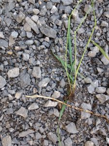 Elymus repens (Couch grass).