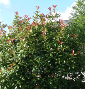 Photinia 'Red Robin'