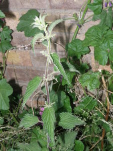 Urtica dioica (Stinging Nettle)