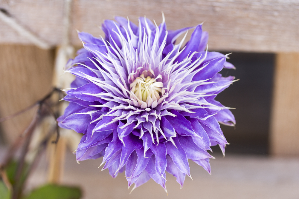 Clematis "Multi Blue"