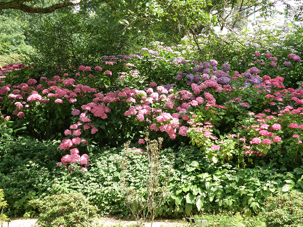 Hydrangea macrophylla cultivar