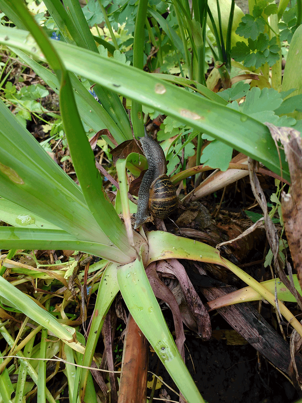 Feeding snail