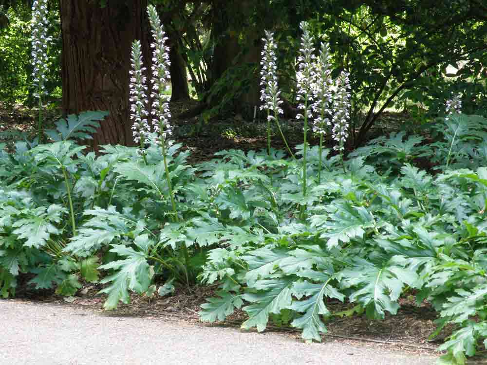 Acanthus-‘Summer-Beauty’ – Mark McNee
