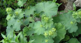 Alchemilla Mollis