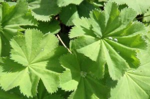 Alchemilla Mollis with water droplets on the leaves