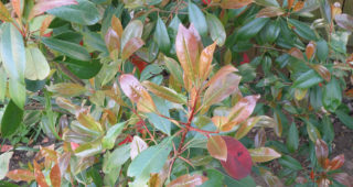 Photinia ‘Red Robin’