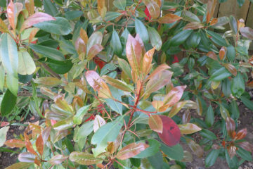 Photinia ‘Red Robin’ Photinia ‘Red Robin’