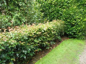 Photinia-'Red-Robin' hedge