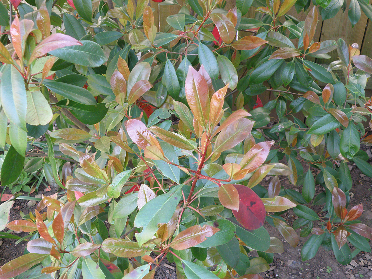 Photinia ‘Red Robin’
