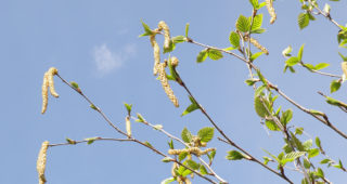 Betula utilis var. jacquemontii