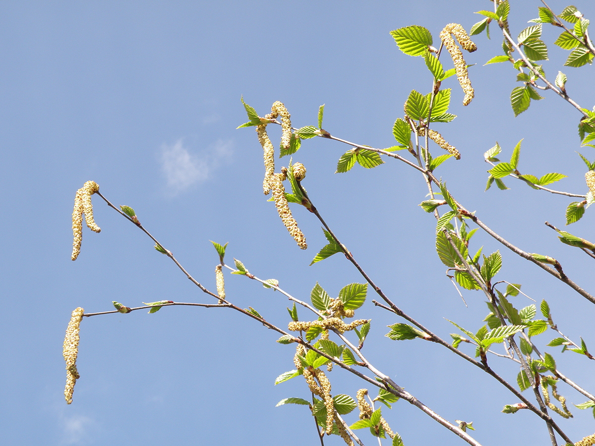 Betula utilis var. jacquemontii
