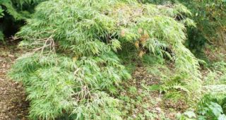 Acer palmatum var. dissectum