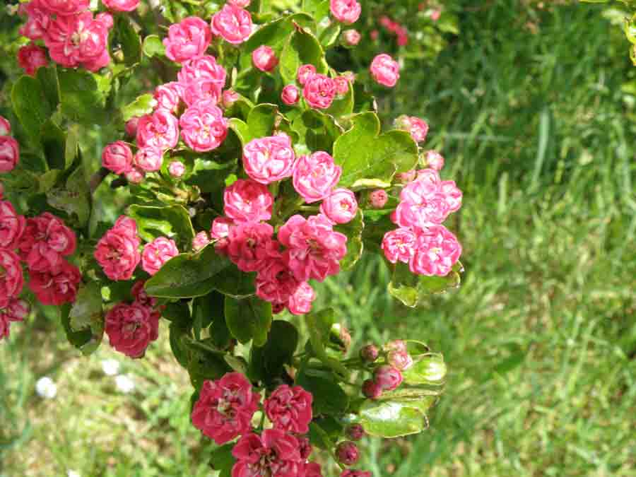 Crataegus laevigata 'Paul's-Scarlet' flowers