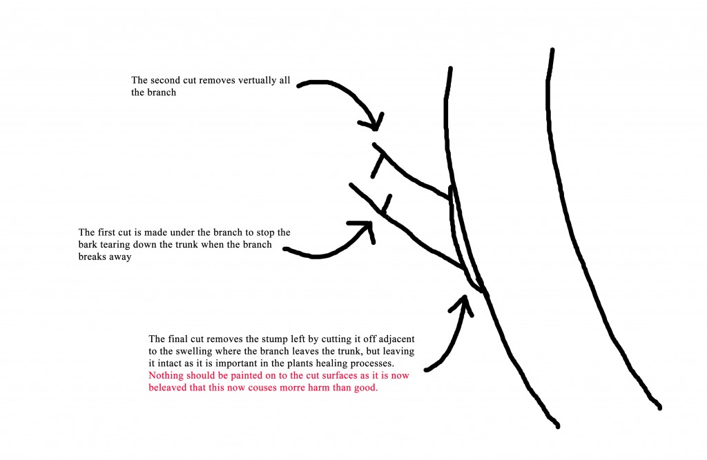 Cut a branch off How to cut off a large branch
