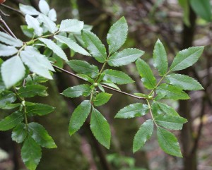 Eucryphia glutinosa foliage