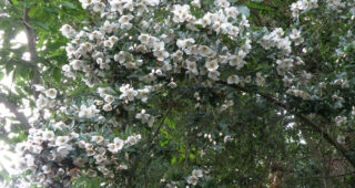 Eucryphia × nymansensis ‘Nymansay’