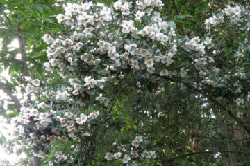 Eucryphia × nymansensis ‘Nymansay’