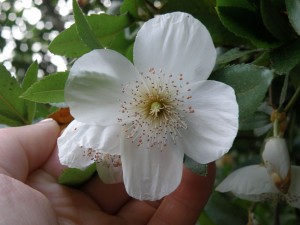 Eucryphia x nymansensis 'Nymansay' flower