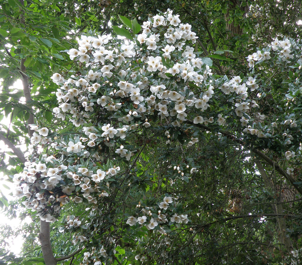 Eucryphia × nymansensis ‘Nymansay’